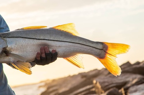 Fins on fire!#snook #flyfishingphotography #catchandrelease #winstonrods #stillwaterflyshop #repyo