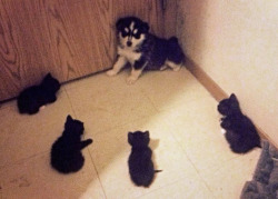 tastefullyoffensive:  Cornered. [via]