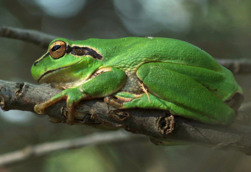 Mediterranean tree frogs - Hyla meridionalis - from The Camargue, France.