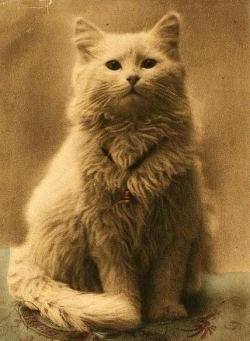 awwcutepets:One of the first cat photos ever taken, 1880s