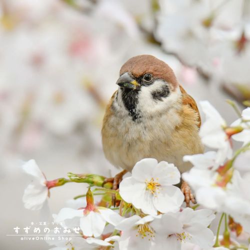 楽しみしかない#ちゅん活 #スズメ #sparrow #写真 #photo #photography #癒やし #healing#cutebird #instagramjapan #birdl