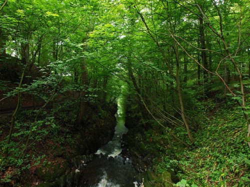 skipton woods walk by Johnson Cameraface on Flickr.