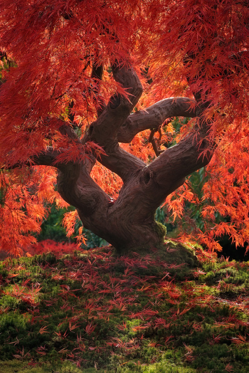 funnywildlife: 7000stars: Dragon Tree (by Jeremy Cram) Autumnal Beauty!