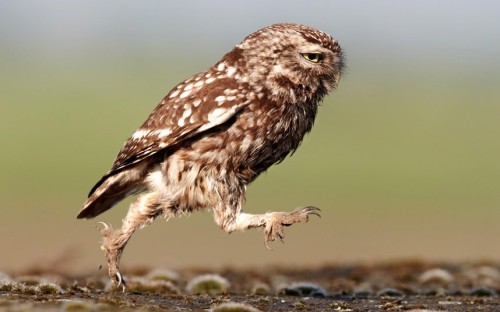 An adult owl marches about the countryside looking for food to feed its brood of hungry owlets on a 