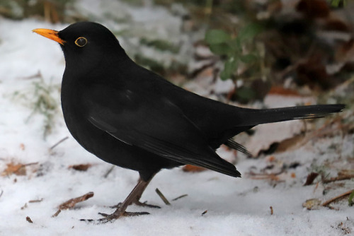 michaelnordeman:Blackbird/koltrast.