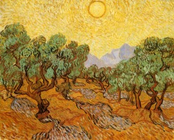 dappledwithshadow:  Olive Trees with Yellow