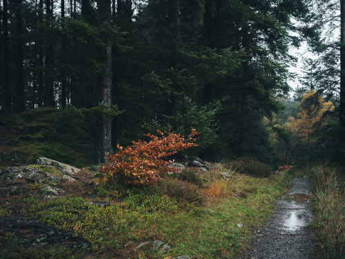 Grizedale Forest, Lake District, England