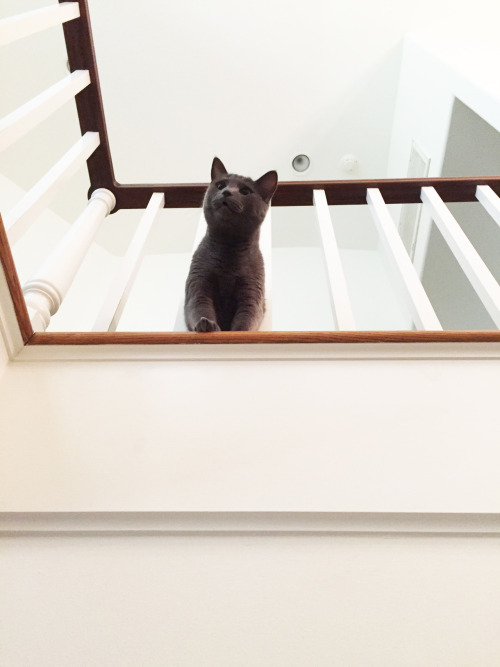 pajamasecrets: Ollie wants to know why I’m not upstairs petting him.