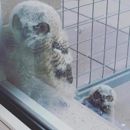 archiemcphee:  Because sometimes what you need most is to see a bunch of different birbs surprising people at their office windows, balconies, and back doors in order to squawk or chirp “OH HAI” or to simply stare and stare and stare in hopes of receiving