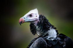 earth-song:   White-headed Vulture (Trigonoceps occipitalis)   by Jean-Claude Sch.     