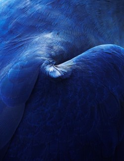 nevver:  Plumage, Thomas Lohr