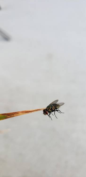 durinsbride:tigerseye375:sixpenceee:This fly just flew into a plant and killed itself Source“Oh look