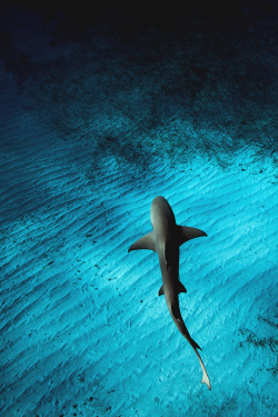 panxther:  earth-dream:  Lone Shark  X 