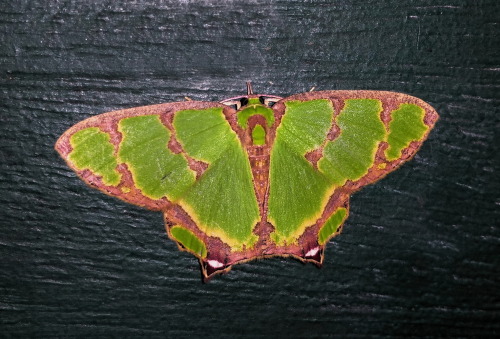 Porn Pics onenicebugperday:  Emerald moths in the subfamily