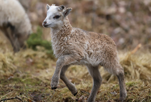 Gute sheep/gutefår.