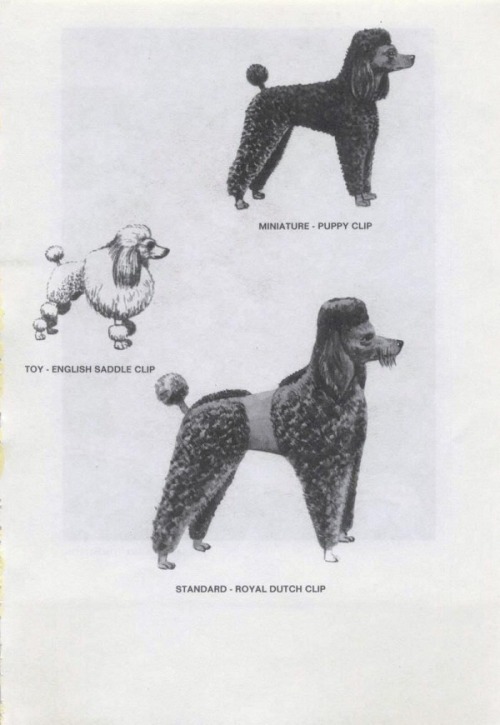 Know How To Clip A Poodle, 1962