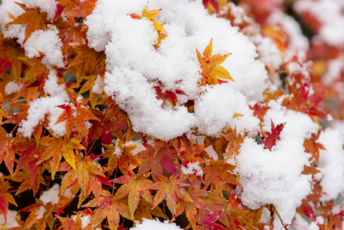 gioji-kyoto:2014年の冬、初めての積雪 ⑤
