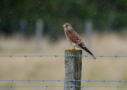 rusticmeetsvintage:  Kestrel in the Rain (EXPLORED) by -Devon Togs- #flickstackr