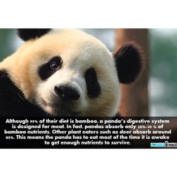 This explains why pandas are always eating