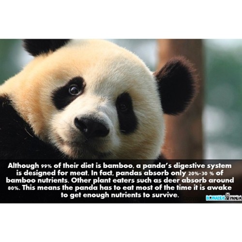 Porn This explains why pandas are always eating photos
