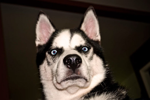 The Many Expressions Of A Husky