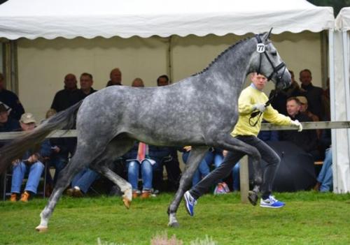 akingdomofhorses:57/۩ Fantastic WarmbloodsFortunatus, 2013 Hanoverian Stallion