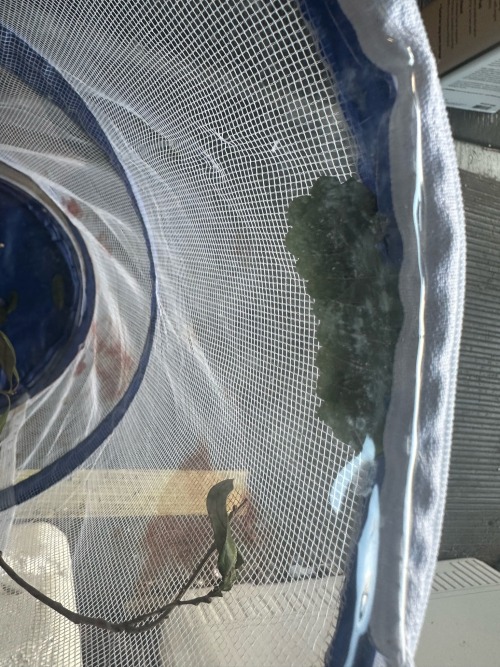 My 6 Year Old Neighbor Just Caught A Moth Caterpillar And Ik The Image Is Bad But This Guy Is HUGE