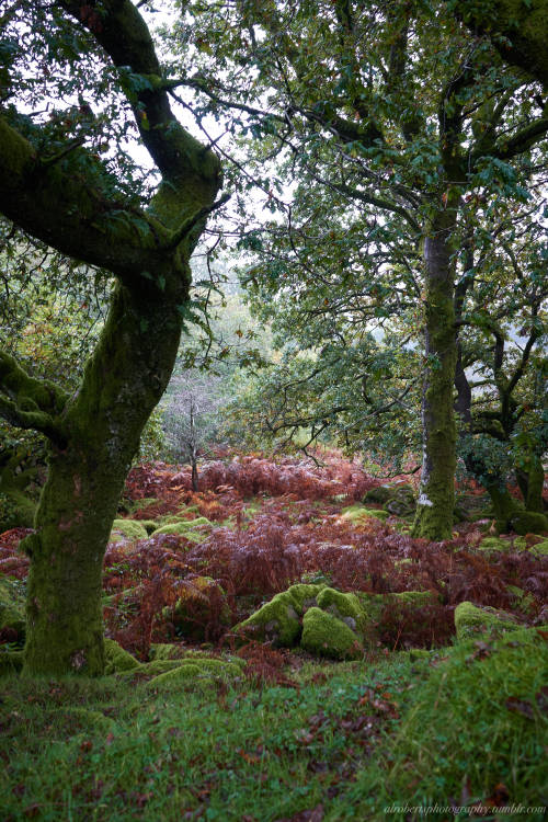 Oak Woods, Dartmoor UK