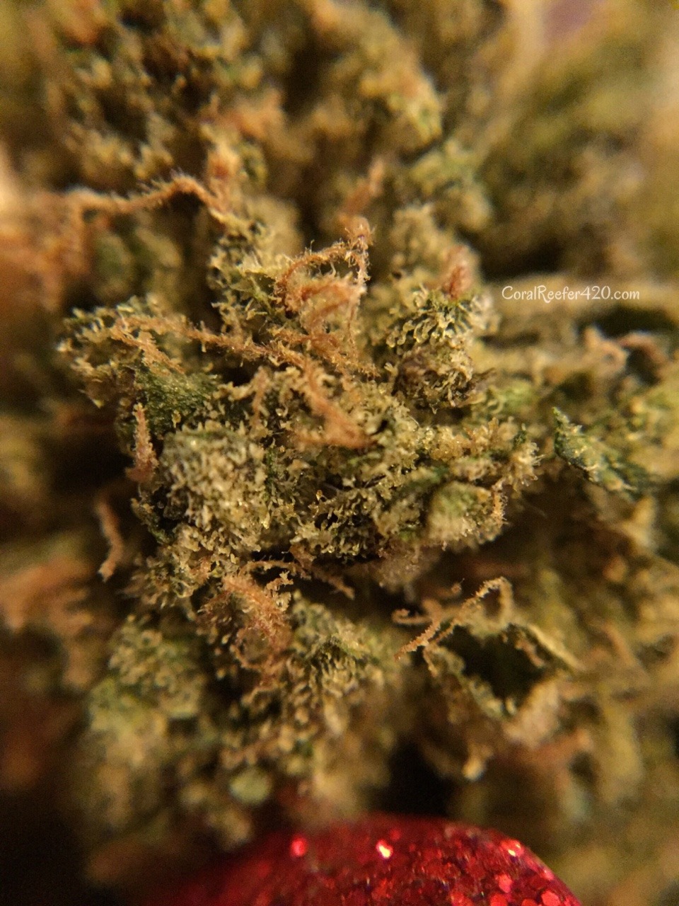 coralreefer420:  Zkittlez.