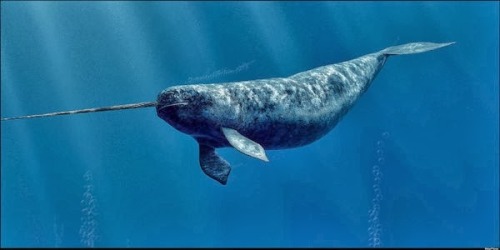 yourehellaradman: THIS IS MY FUCKING NEW FAVORITE ANIMAL ..NARWHALS