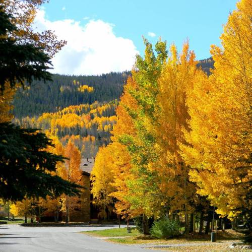 Time by yourself + Fall colors = happiness #Fall #FallColors #Aspens #Trees #Beautiful #ColoradoIsBe