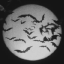plumshadow
