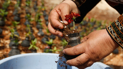  Palestinian lady collects gas bombs fired by Israeli army. She grows flowers in these bombs. 