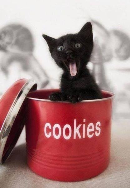 kinkyfun68:  @sweetdarlin did you eat all the cookies again?