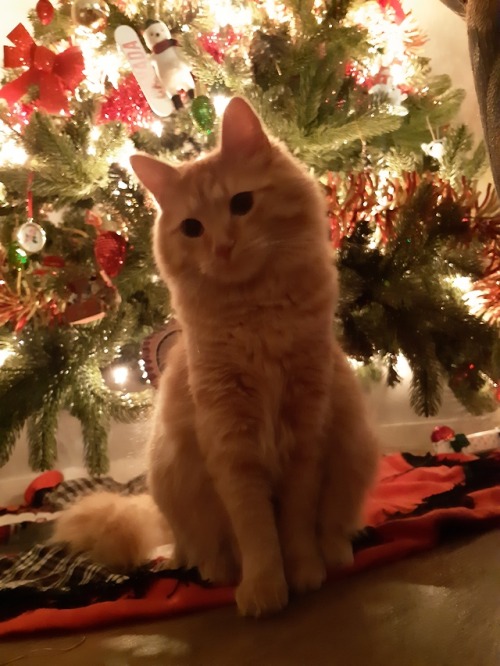 tsuncoon: Decorated the tree. Also my adorable boy Fisher under the tree!