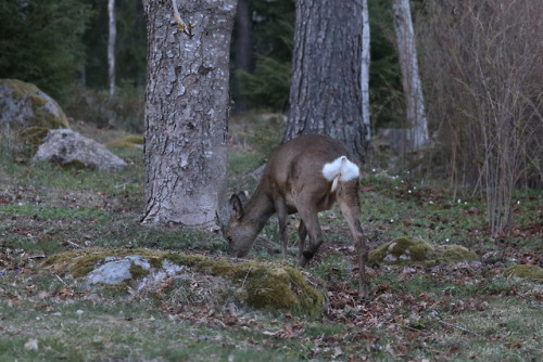 Another day is almost over. This Roe deer is eating wood anemones as the evening falls over Käxsunde
