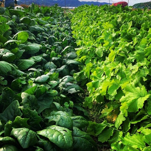 我が家の菜園。野菜は鮮度が命…かな？#野菜  #家庭菜園  #緑  (Setochi-shi, Okayama, Japan)www.instagram.com/p/BrNCQnJHz