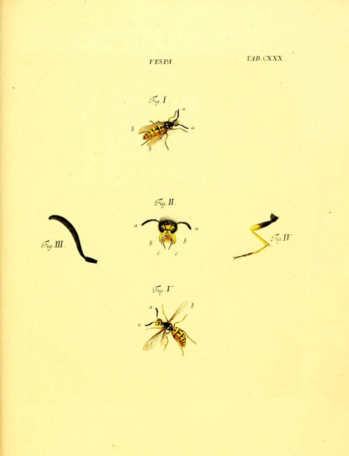 wapiti3: Schaeffer’s Introduction to the Insectenkenntnis   By Schäffer, Jacob Christian, 1718-1790 