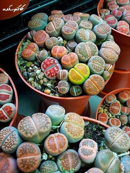 hortilife:Lithops are weird!