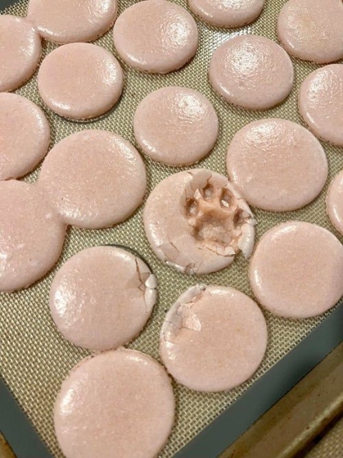 catasters: