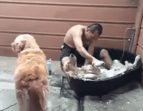 lawebloca:  How to Bathe Your Dog  you like follow me  
