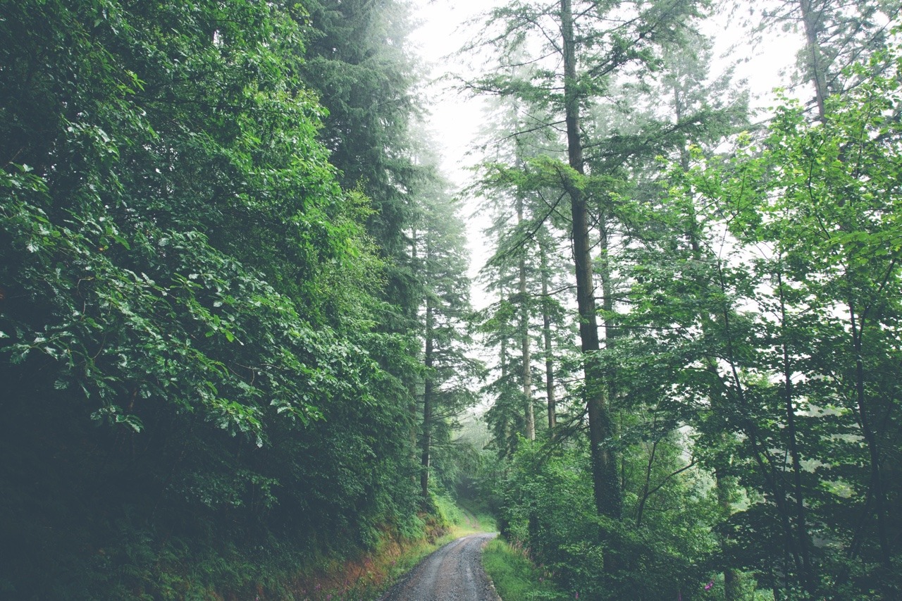 Wet Forest