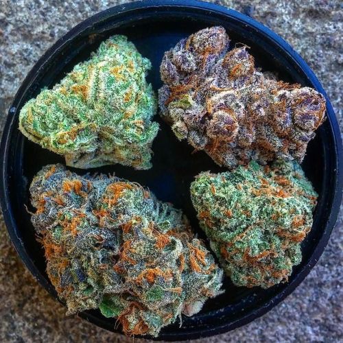 Karnival Kush, Obama Kush, XJ-13, Forum Cut Cookies: @ohyeaduh