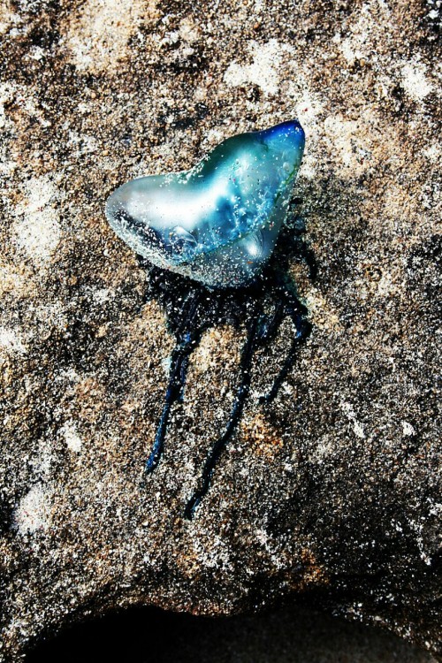 This beached Portuguese Man of War looked like an alien life form.