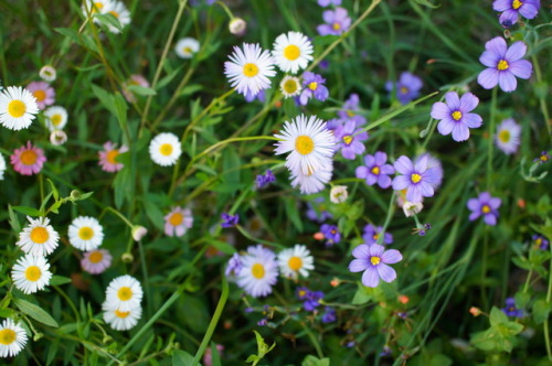 flora-file: flora-file:My Own California Superbloom in my front yardLast Year… This year looks p