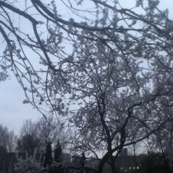 Cherry blossoms in the afternoon. #china