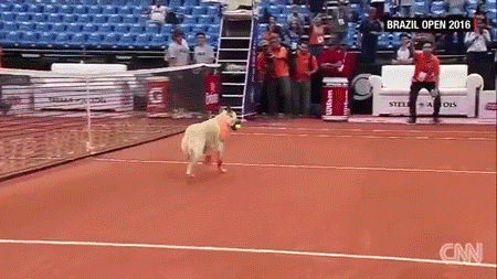 sizvideos:Rescued streets dogs retrieve balls during tennis tournament - Full video