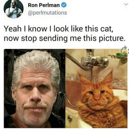 narwhaled:officialmacgyver: Ron Meowman. ur really not gonna say ron purrlman