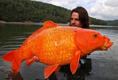 uffie:  that goldfish is obese 