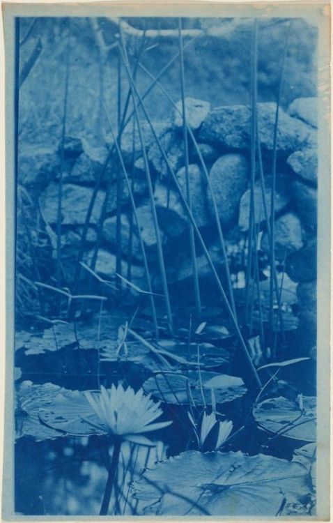 Arthur Wesley Dow, Waterlillies